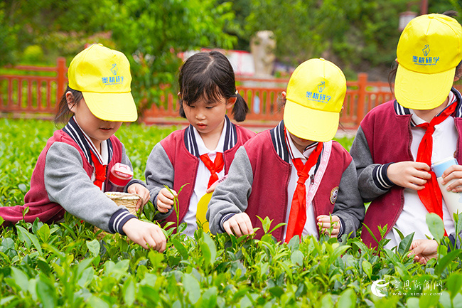 学生在研学基地采茶.jpg